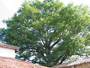 Ch�ne du g�te Les Ecots