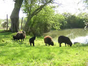 moutons du g�te Les Ecots